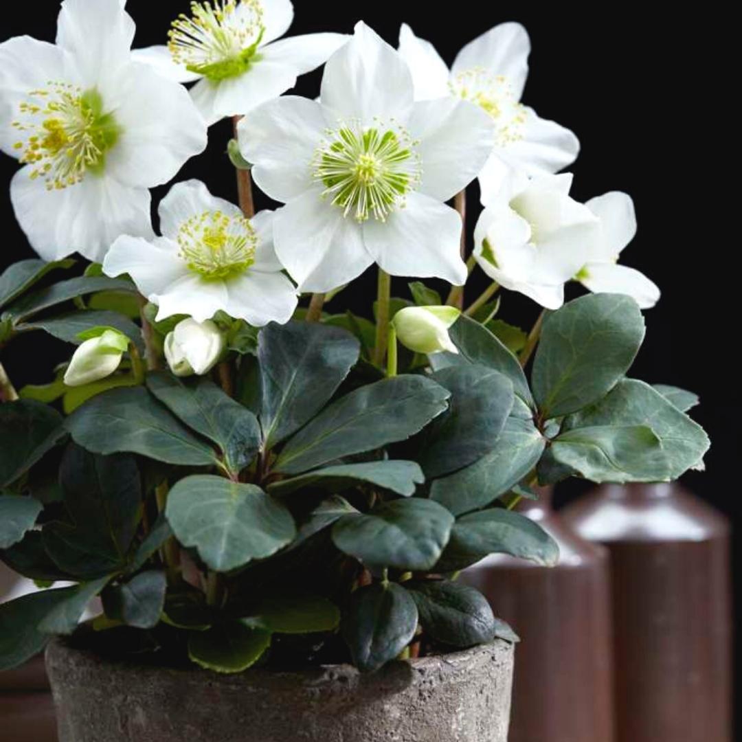 Set van 48 kerstroos planten - Helleborus niger 'Christmas Carol' - Ø 7 cm ↕ 20 cm