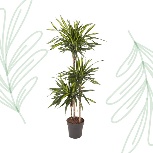 Dracaena Riki - 140 cm - Forest Plants