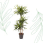 Dracaena Riki - 140 cm - Forest Plants