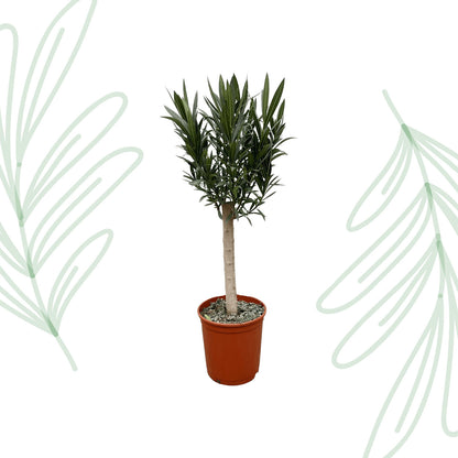 Nerium Oleander op stam met rode bloem - 110 cm - Forest Plants