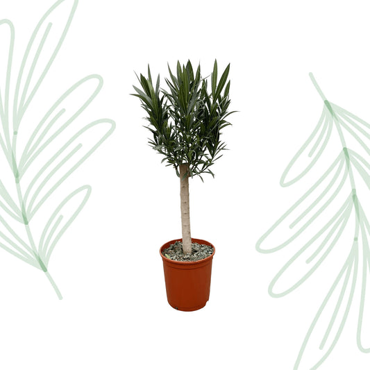 Nerium Oleander op stam met rode bloem - 110 cm - Forest Plants