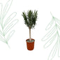 Nerium Oleander op stam met rode bloem - 110 cm - Forest Plants