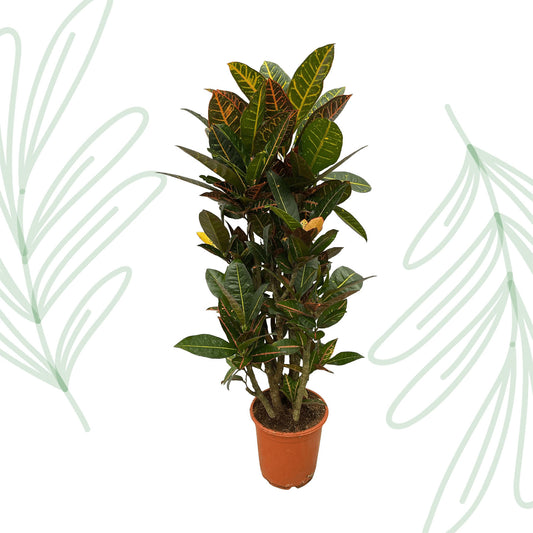 Codiaeum (Croton) Petra vertakt - 100 cm