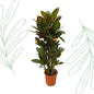 Codiaeum (Croton) Petra vertakt - 100 cm
