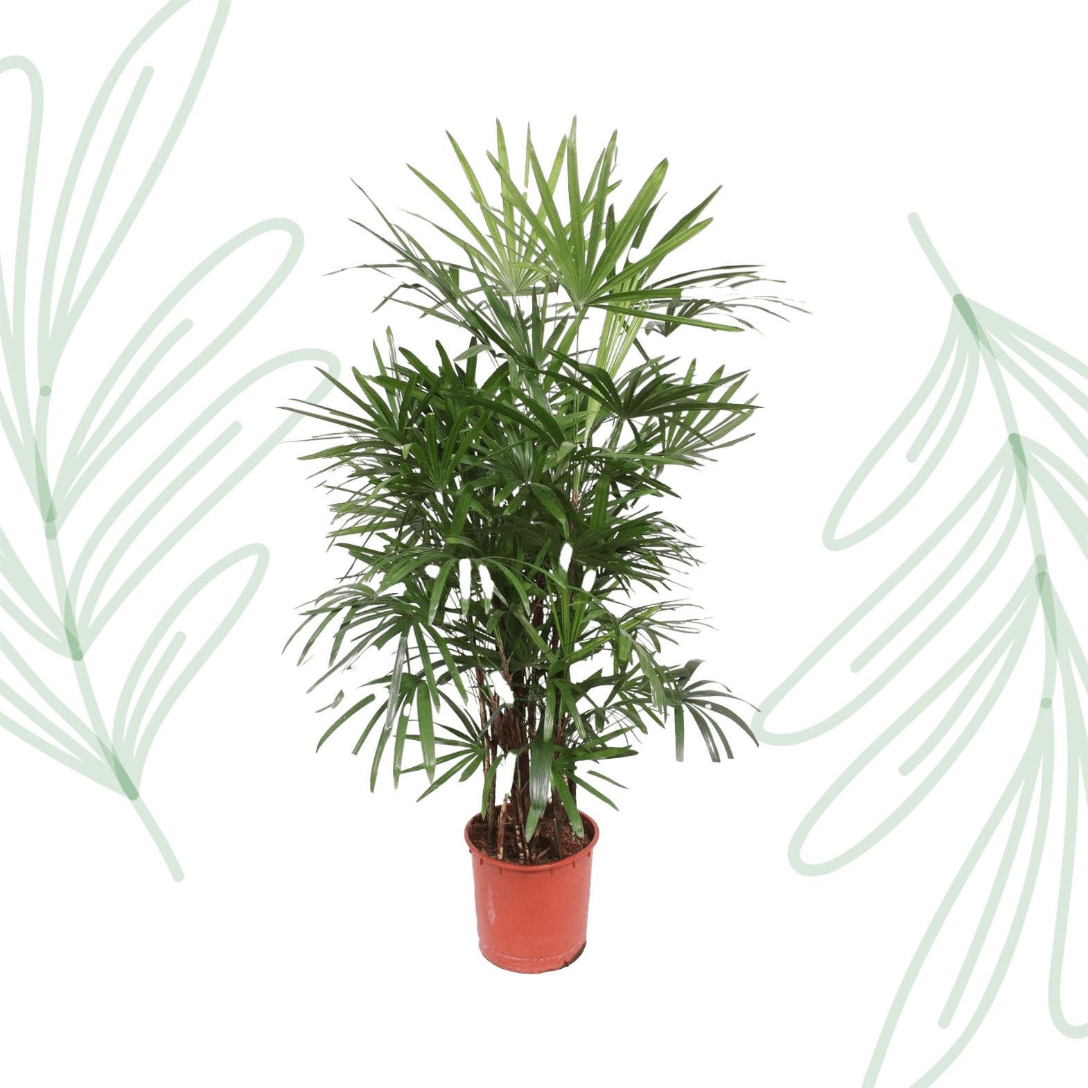 Rhapis Excelsa - 190 cm - Forest Plants