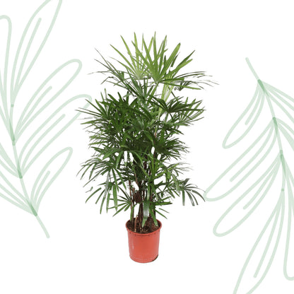 Rhapis Excelsa - 190 cm - Forest Plants