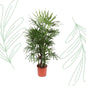 Rhapis Excelsa - 190 cm - Forest Plants