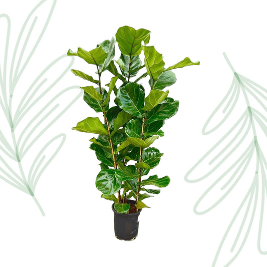 Ficus Lyrata struik - 155 cm