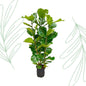 Ficus Lyrata struik - 155 cm