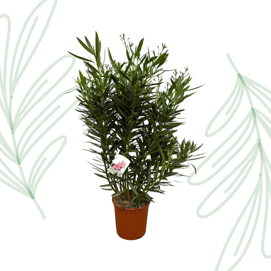 Nerium Oleander struik met witte bloem - 160 cm