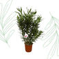 Nerium Oleander struik met witte bloem - 160 cm