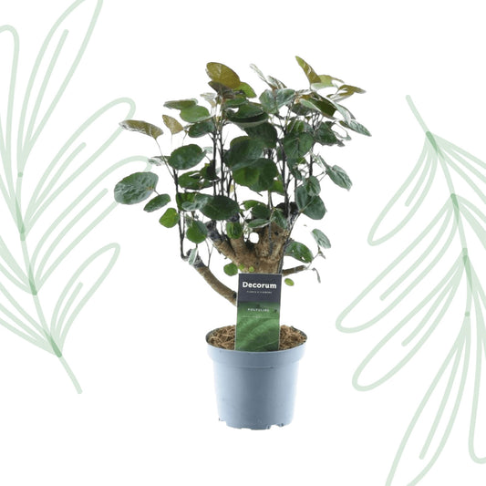 Polyscias Fabian - 45 cm