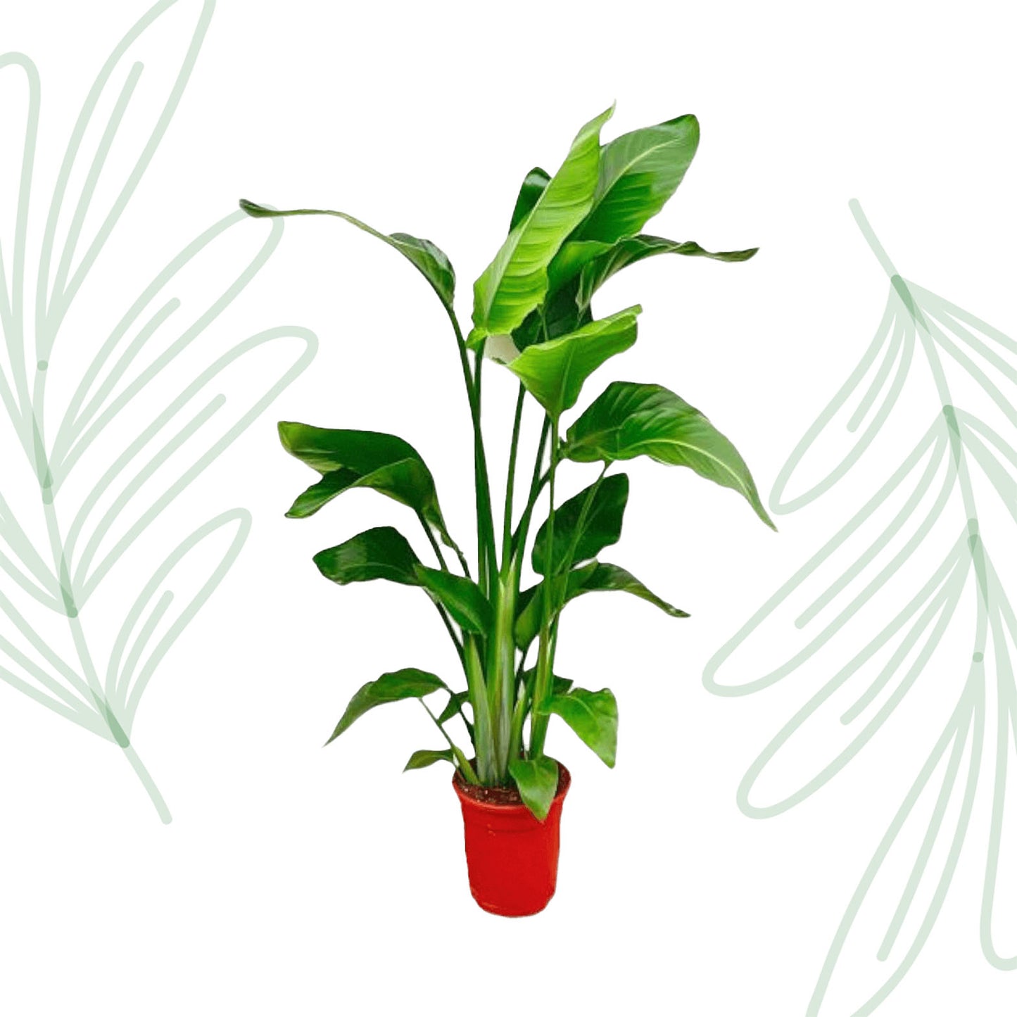 Strelitzia Nicolai - 70-90 cm - Forest Plants