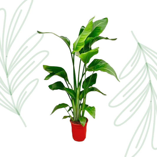Strelitzia Nicolai - 70-90 cm - Forest Plants