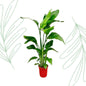 Strelitzia Nicolai - 70-90 cm - Forest Plants