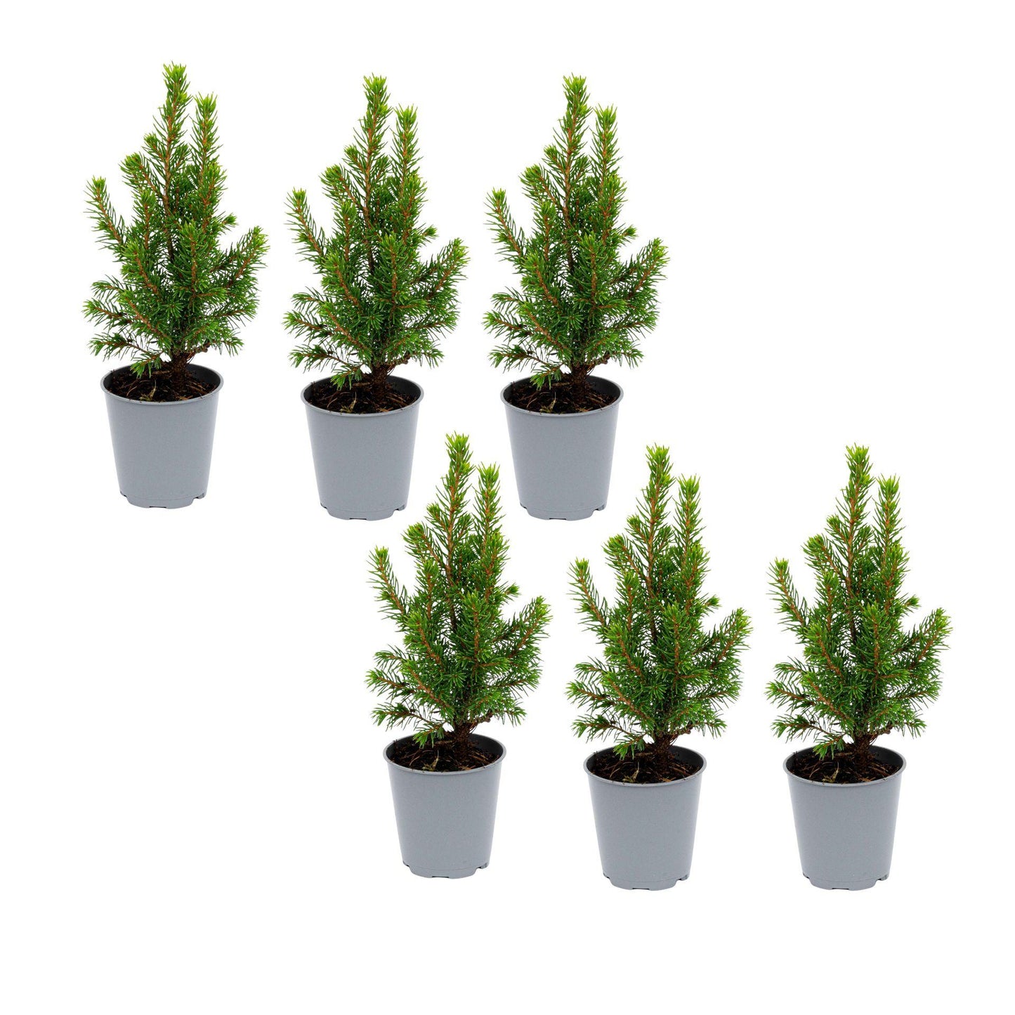 6x Mini-kerstboom - Picea Glauca Perfecta - Ø 6 cm ↕ 15-20 cm