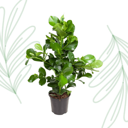 Clusia Rosea - 110 cm - Forest Plants