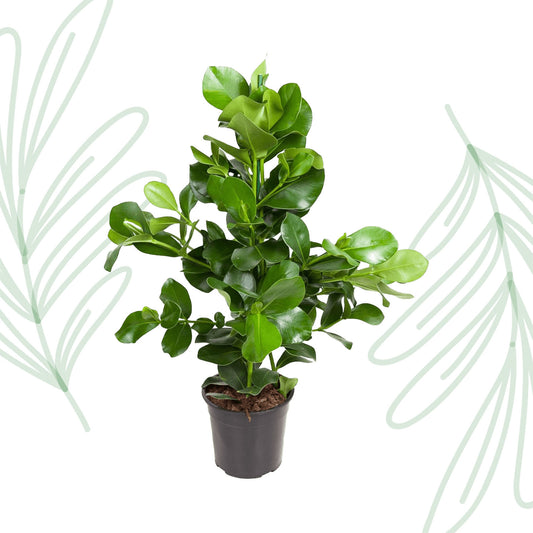 Clusia Rosea - 110 cm - Forest Plants