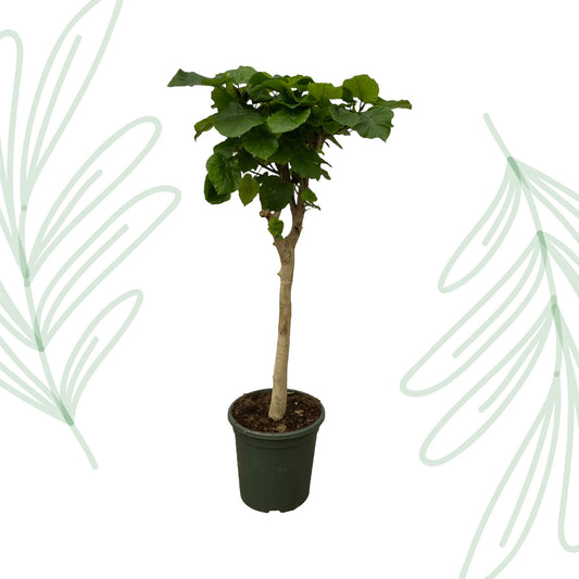 Ficus Umbellata stam - 180 cm