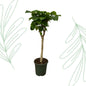 Ficus Umbellata stam - 180 cm