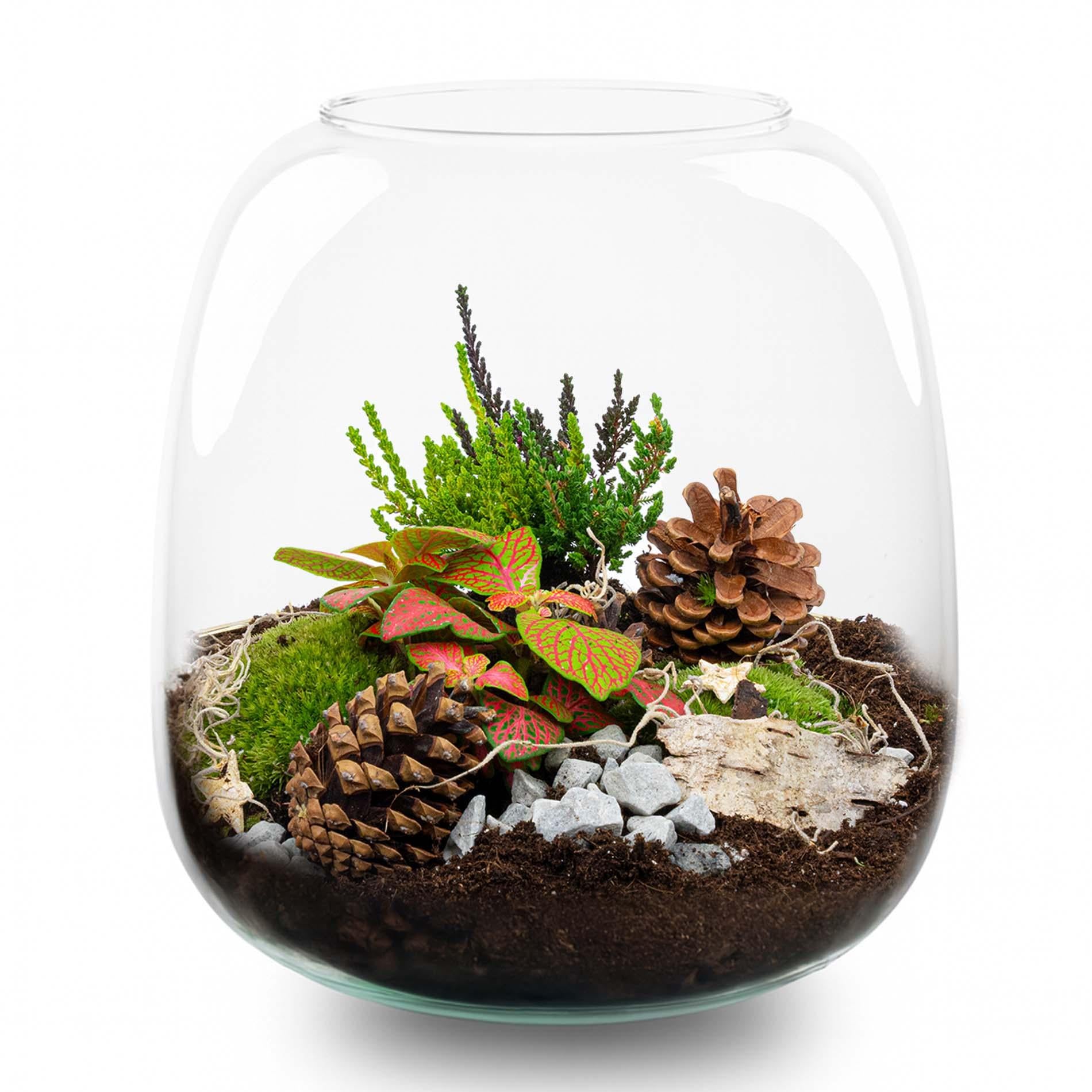 Berry Christmas terrarium - Planten terrarium DIY kit Christmas - Ø 19 cm ↕ 20 cm