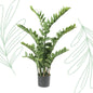 Kunstplant - Zamioculcas - Kamerpalm - 110 cm - Forest Plants