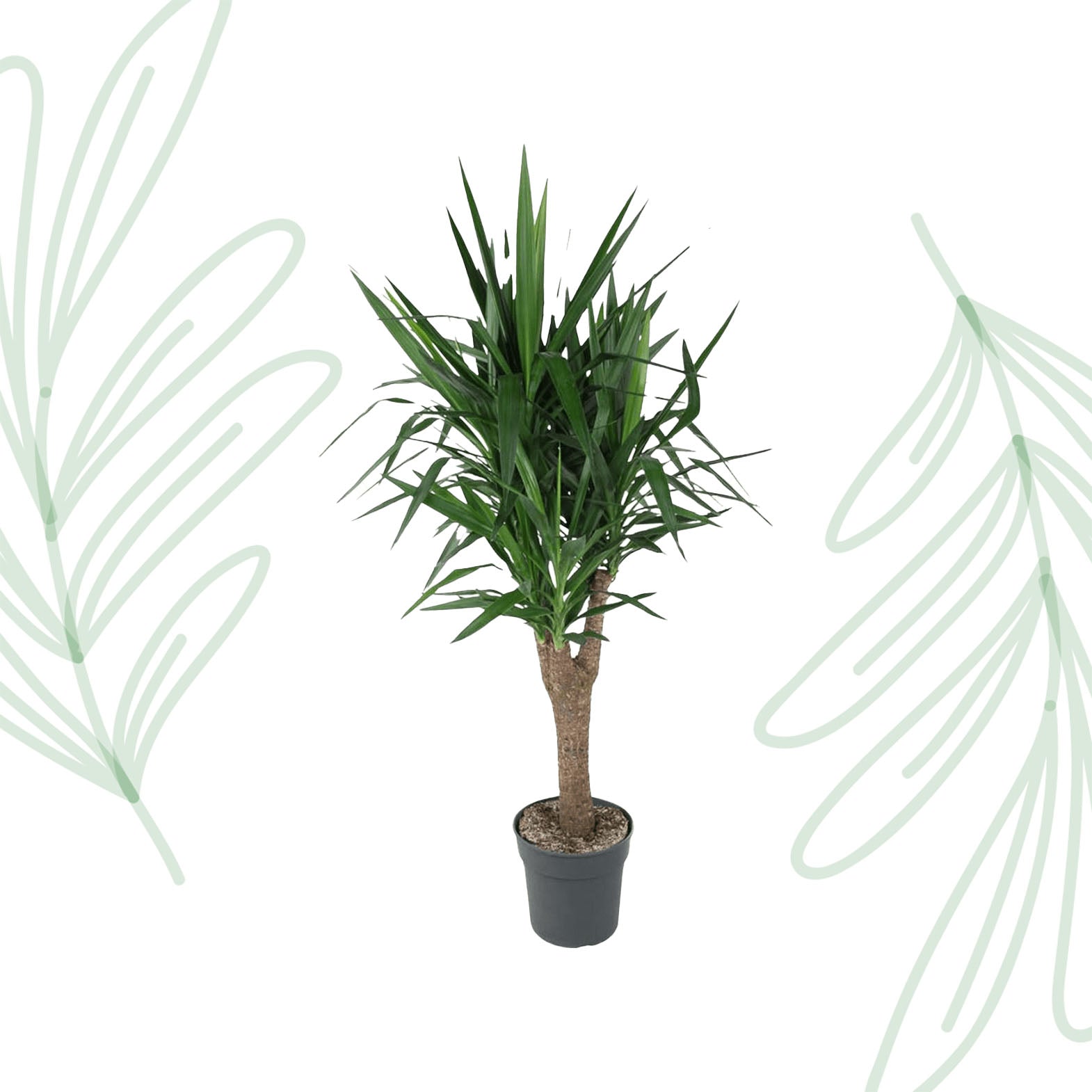 Yucca Elephantipe vertakt - 150 cm - Forest Plants