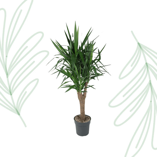 Yucca Elephantipe vertakt - 150 cm - Forest Plants