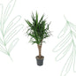 Yucca Elephantipe vertakt - 150 cm - Forest Plants