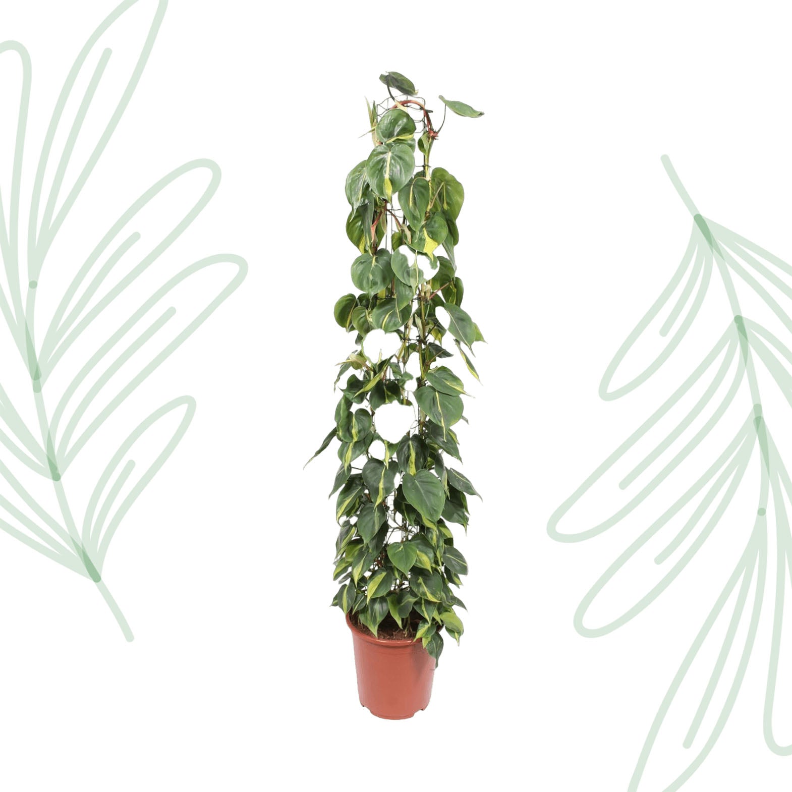 Philodendron Scandens Brasil gaasrek - 160 cm - Forest Plants