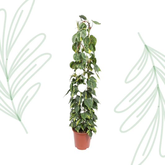 Philodendron Scandens Brasil gaasrek - 160 cm - Forest Plants