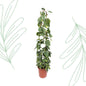 Philodendron Scandens Brasil gaasrek - 160 cm - Forest Plants