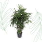 Rhapis Excelsa - 190 cm - Forest Plants