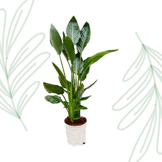 Strelitzia Reginae - 100 cm - Forest Plants
