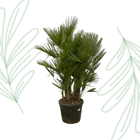 Chamaerops Humilis multi stam - 160-180 cm