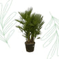 Chamaerops Humilis multi stam - 160-180 cm