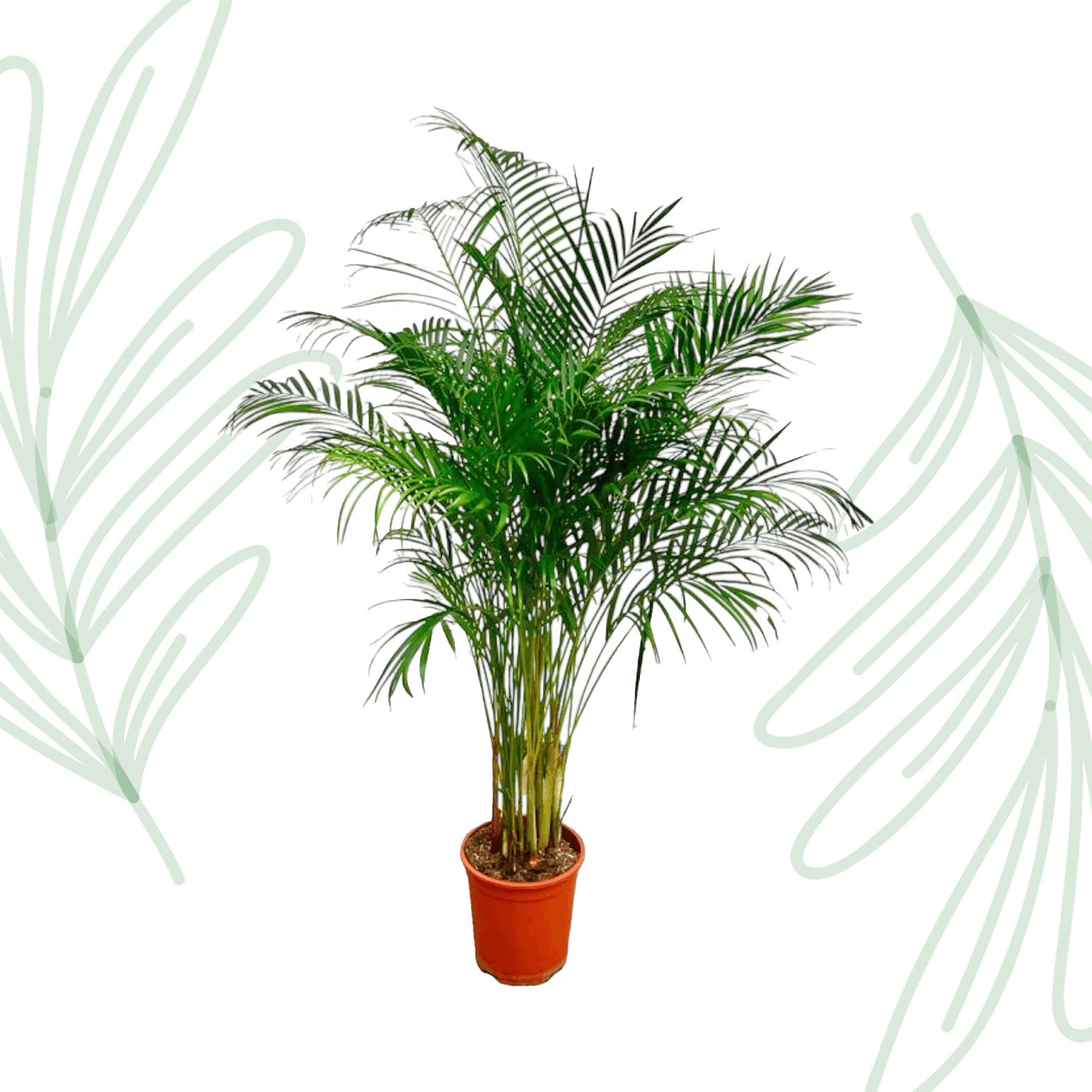 Dypsis Lutescens (Areca Palm) - 180 cm - Forest Plants