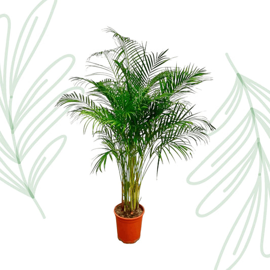 Dypsis Lutescens (Areca Palm) - 180 cm - Forest Plants