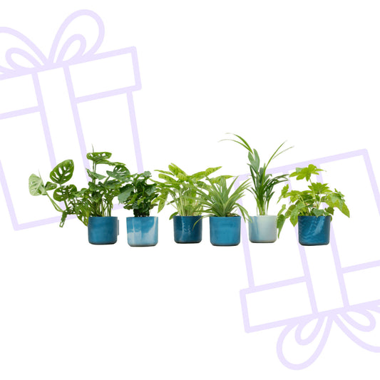 Verrassingsbox - 6 planten inclusief elho Ocean Round atlantisch blauw Ø14