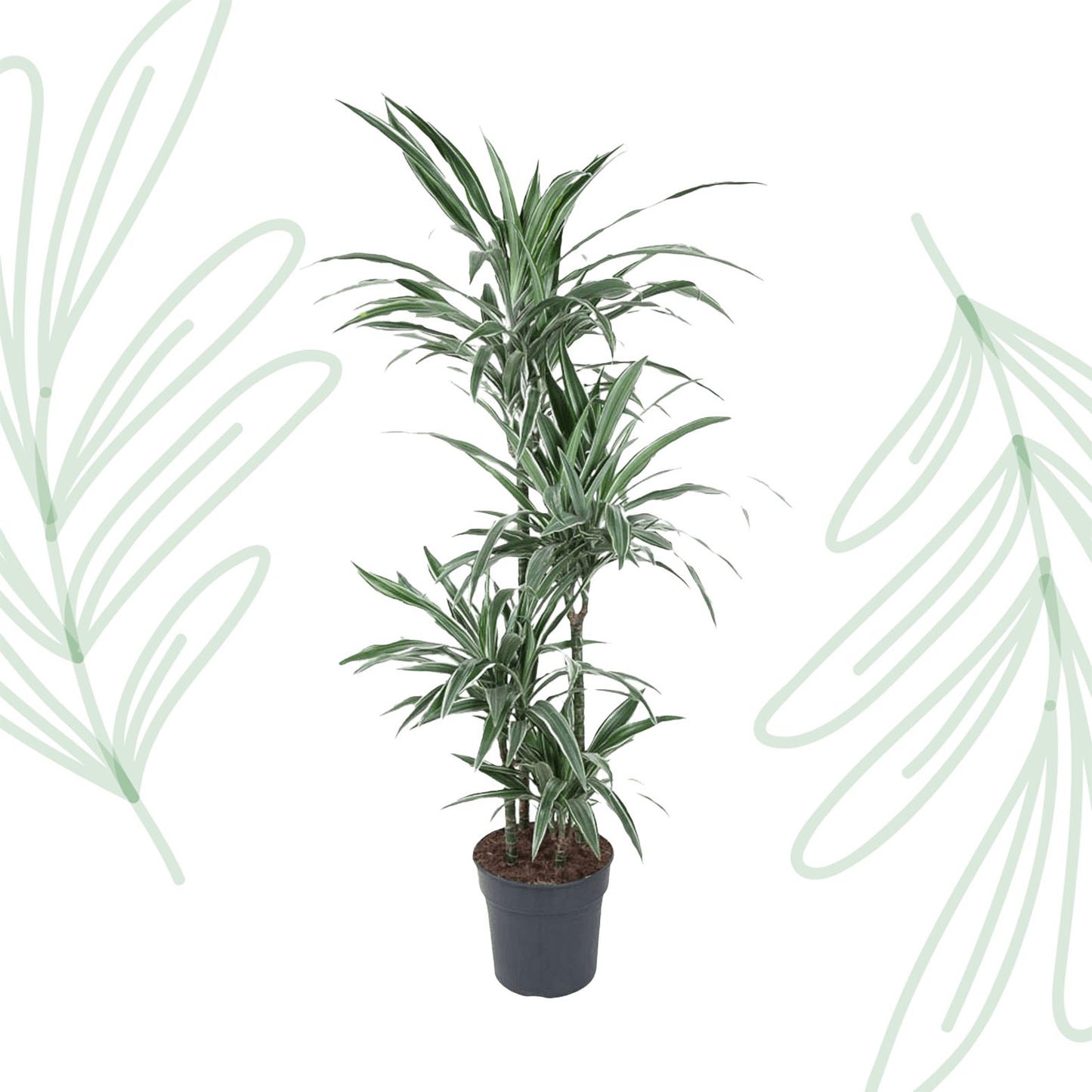 Dracaena Warneckei - 145 cm - Forest Plants