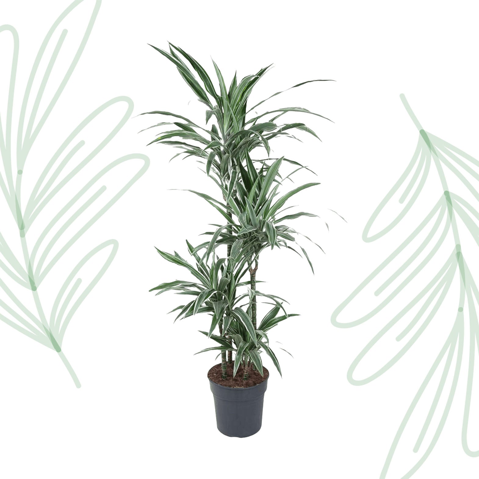 Dracaena Warneckei - 145 cm - Forest Plants