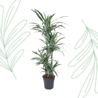 Dracaena Warneckei - 145 cm - Forest Plants