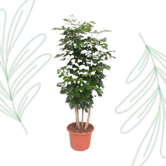 Radermachera Hainanensis - 190 cm - Forest Plants
