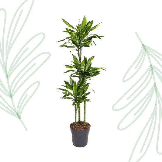 Dracaena Golden Coast - 160 cm - Forest Plants