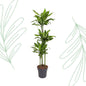 Dracaena Golden Coast - 160 cm - Forest Plants