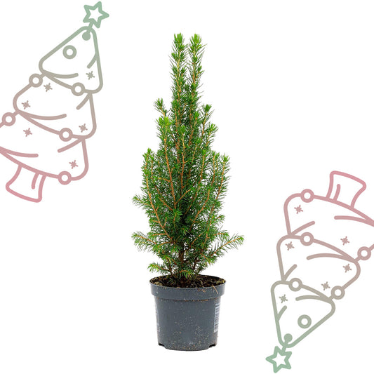 Mini-kerstboom - Chamaecyparis - ↕ 25-30 cm