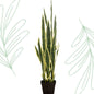 Kunstplant - Sanseveria Trifasciata - Vrouwentong - 97 cm - Forest Plants