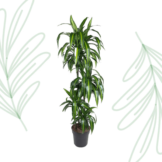 Dracaena Hawaiiana - 180 cm - Forest Plants