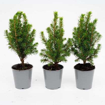 3x Mini-kerstboom - Picea Glauca Perfecta - Ø 6 cm ↕ 15-20 cm
