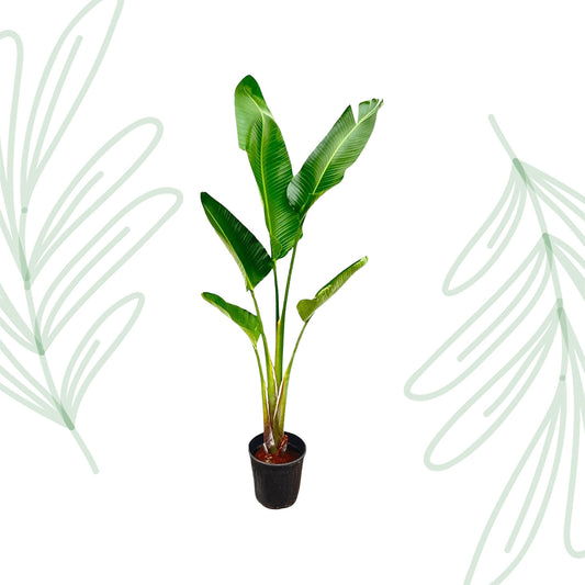 Strelitzia Augusta - 220 cm - Forest Plants